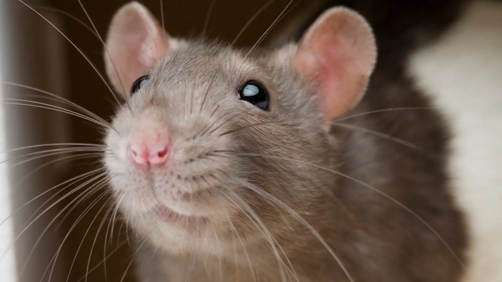 ¿Cómo combatir las ratas de forma eficaz? Javier Moreno te lo cuenta