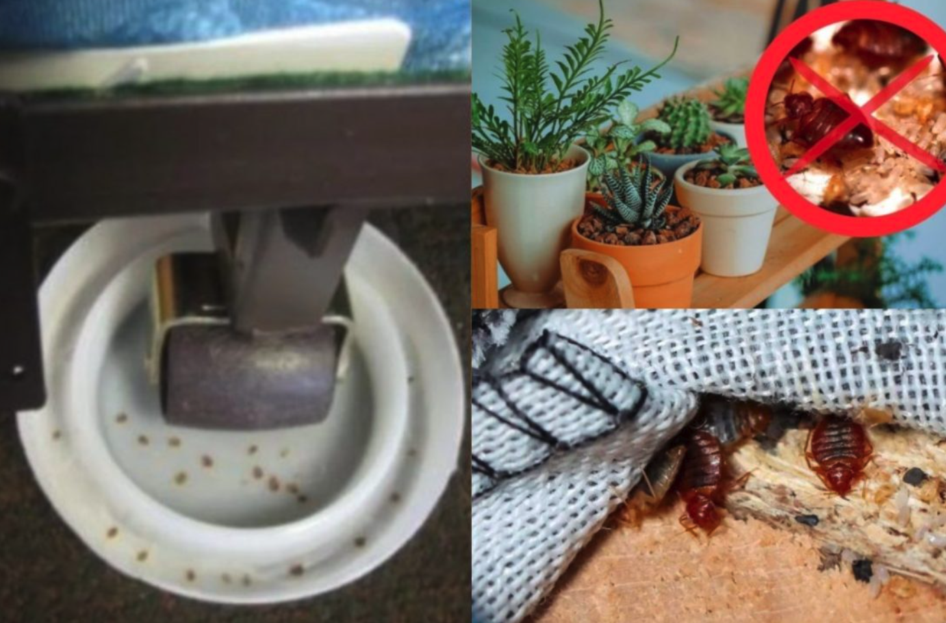 Cómo evitar la presencia de chinches en casa si vives en Las Rozas