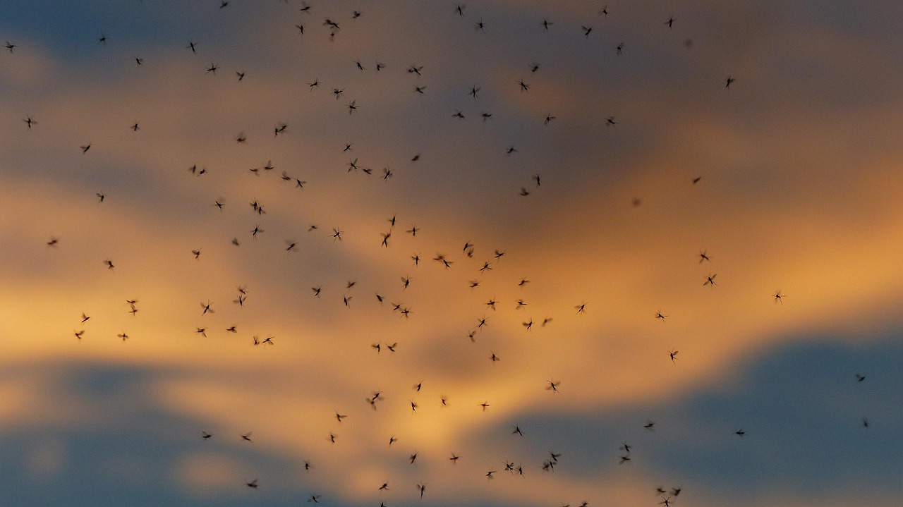 Invasión de mosquitos en Las Rozas: causas del aumento y cómo protegerte este verano