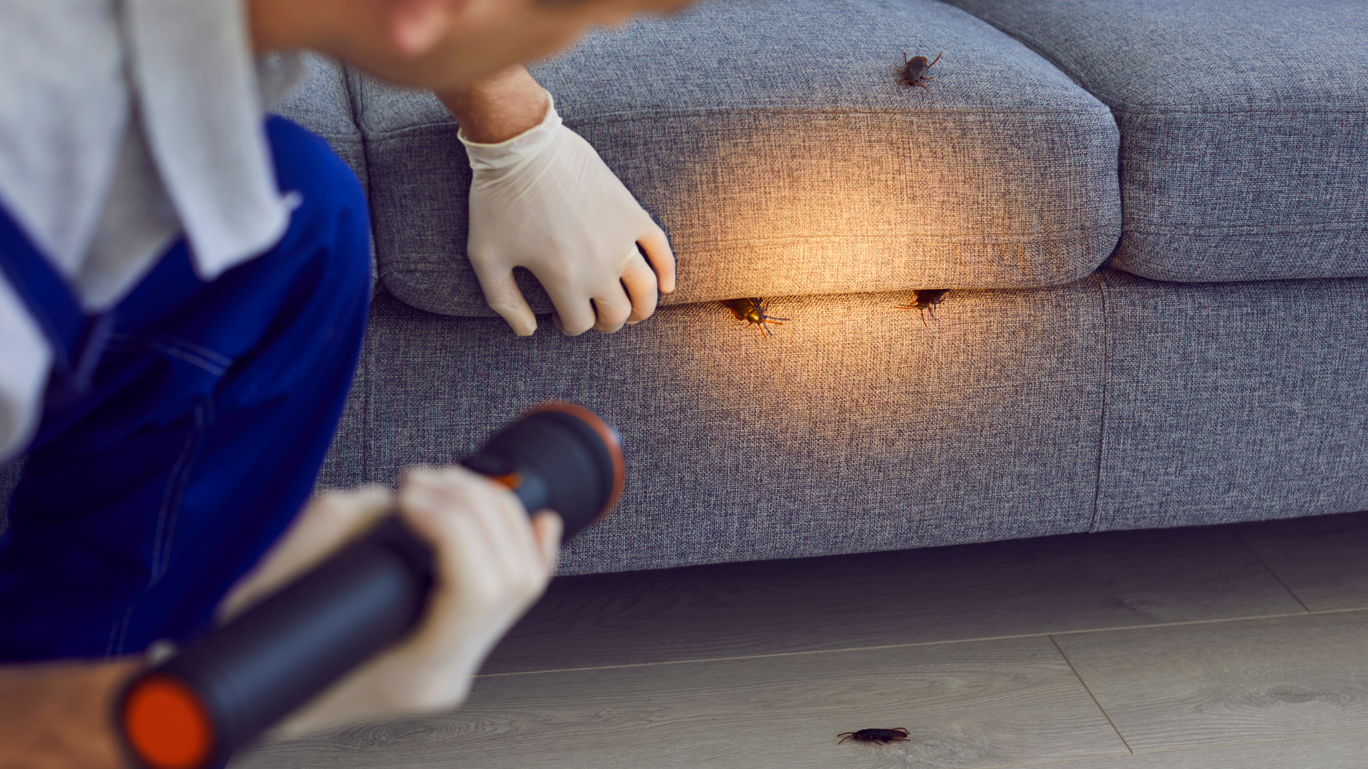 Verano sin plagas en Las Rozas: cómo proteger tu casa de cucarachas, hormigas y mosquitos
