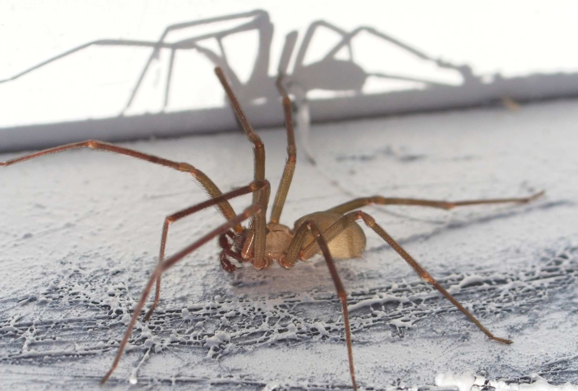 Araña violinista en Las Rozas: ¿es un riesgo real para tu hogar?