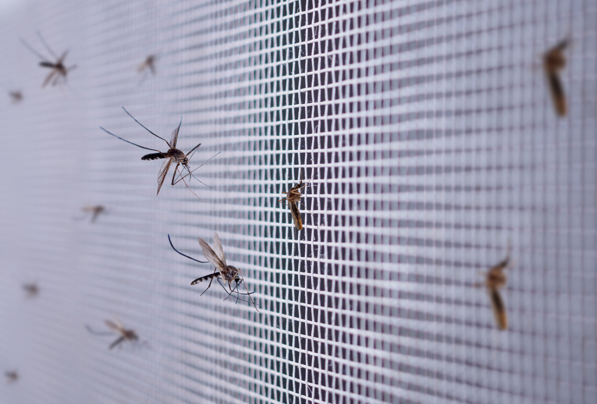 Roedores y mosquitos: plagas activas en las noches de Las Rozas