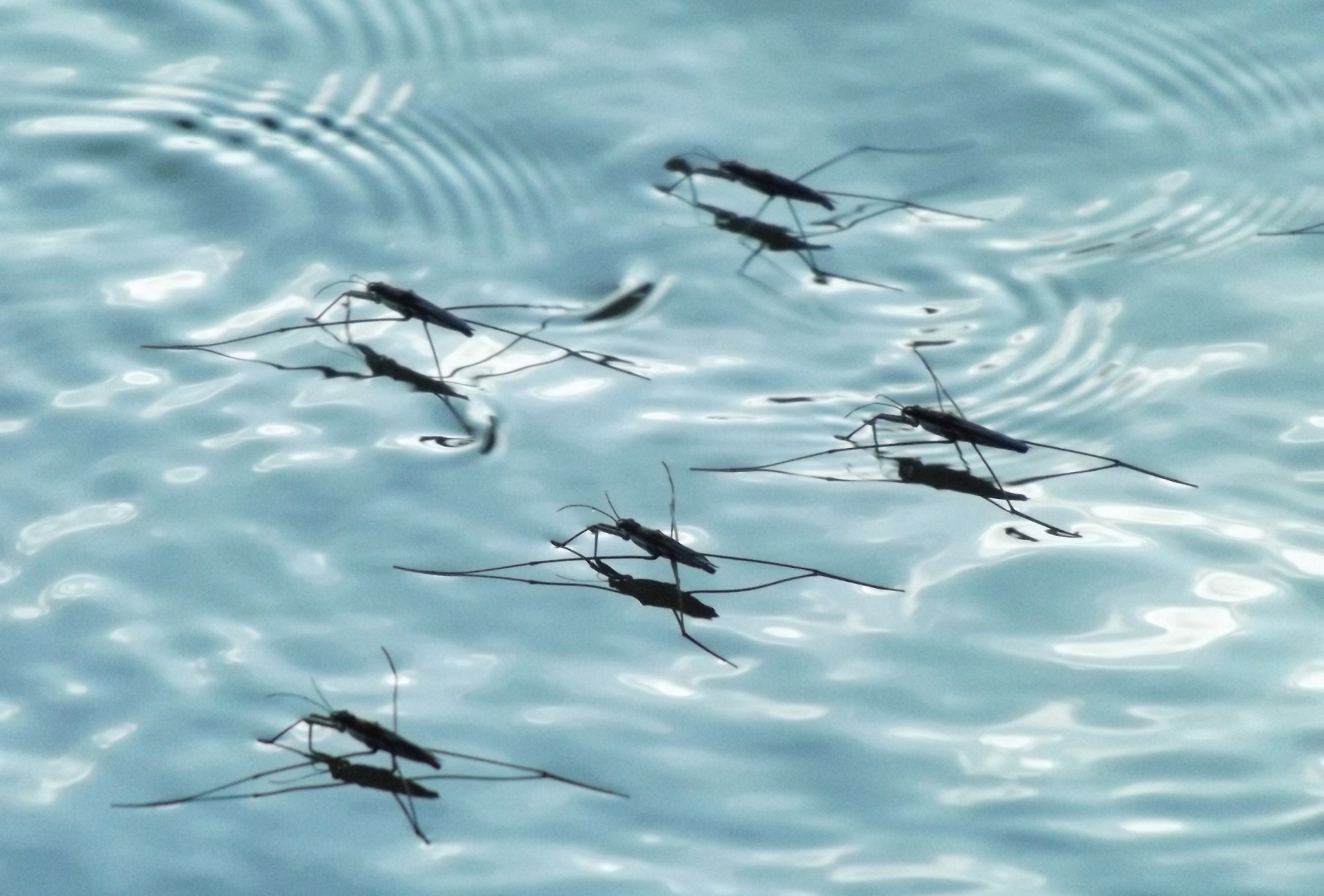 Desinfección de plagas en aguas estancadas en Las Rozas