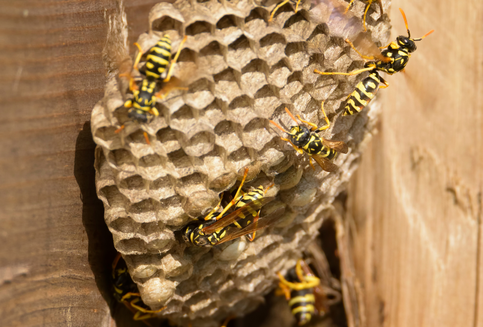 Avispas en Las Rozas en septiembre: consejos para vecinos y negocios