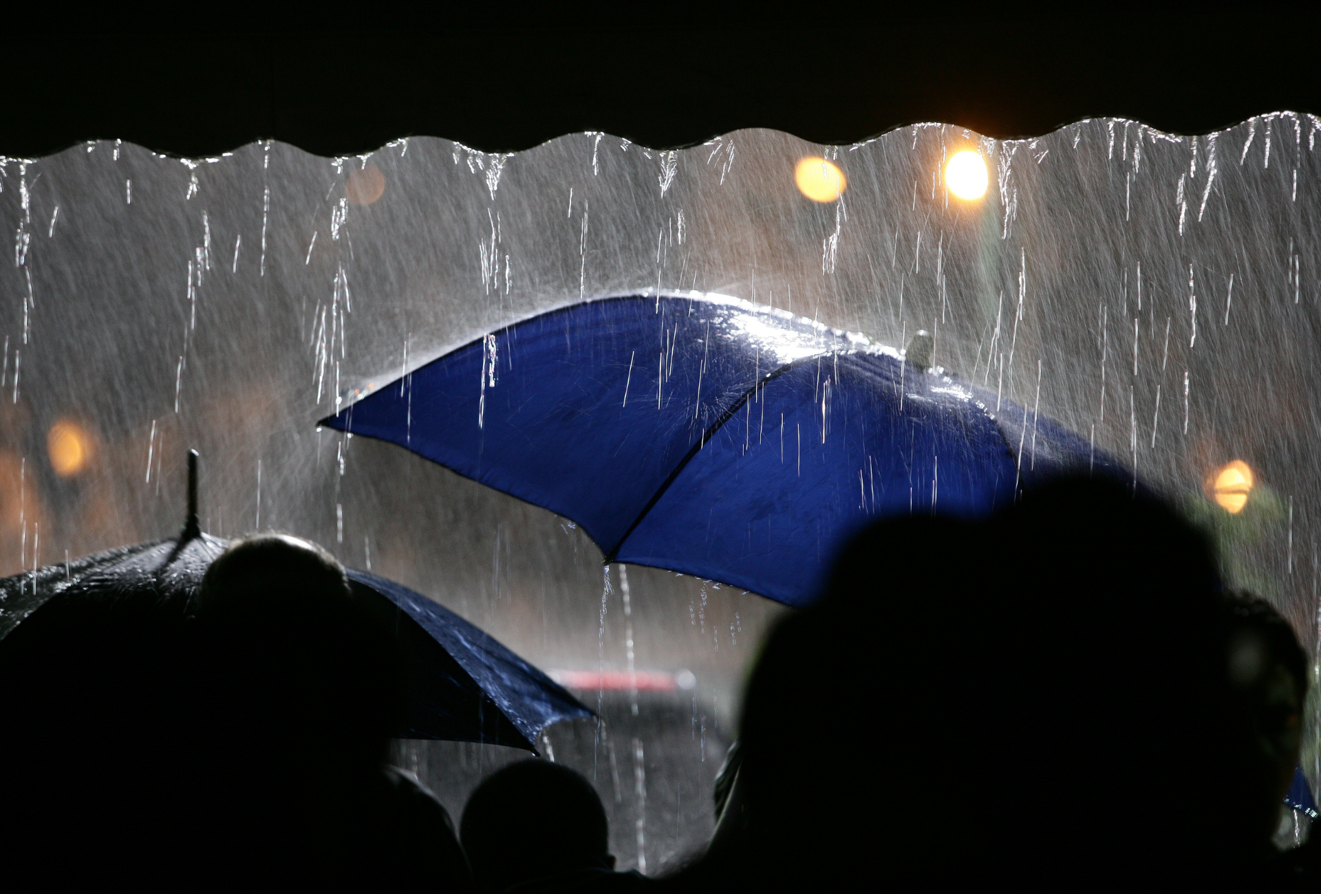 Plagas tras la lluvia en Las Rozas: cómo afectan a viviendas y hostelería